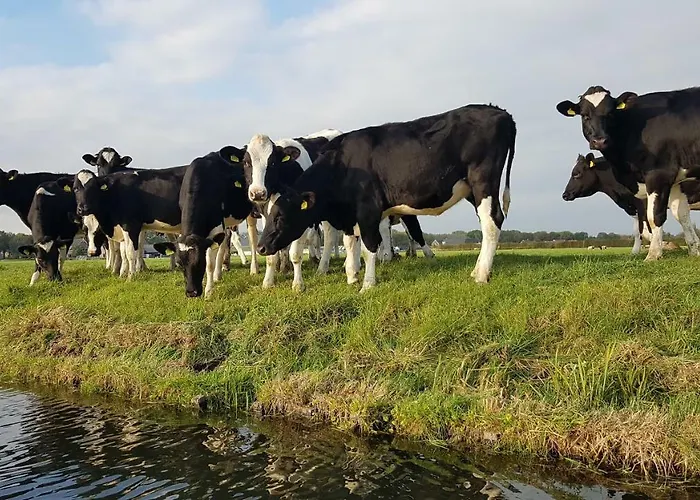 Magnificent In Holland 4a & 2c Holiday home